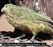 Kakapo