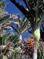 Nikau-Palme